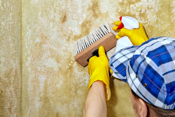 Mold Remediation for Vacation Homes in Ackley, IA